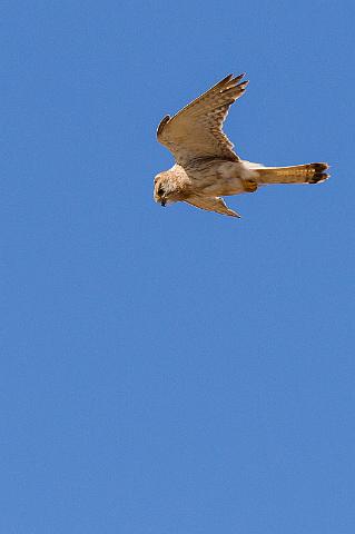 036 Kalbarri, australische torenvalk.jpg